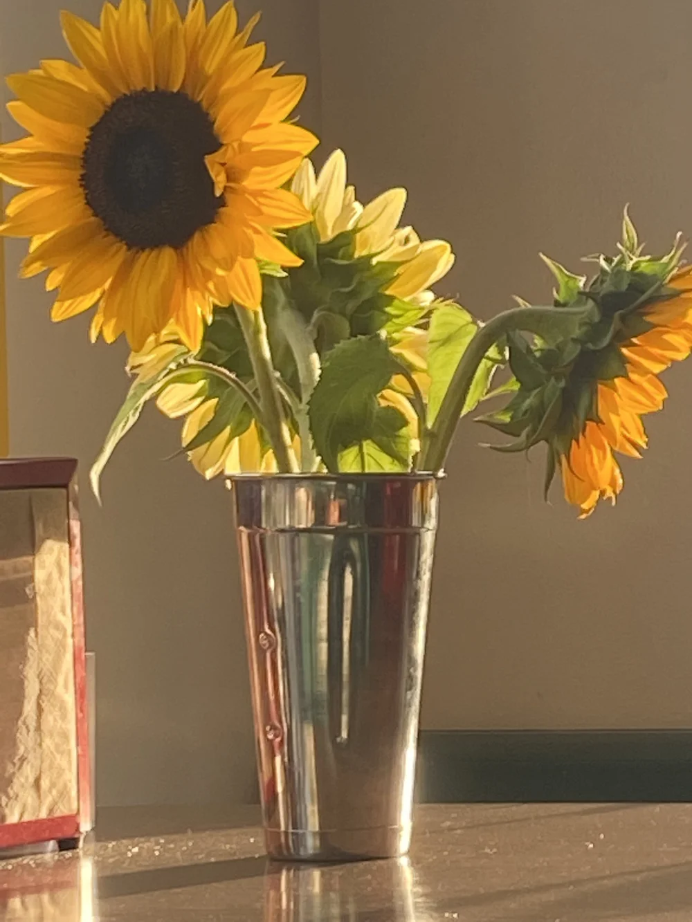 Sunflowers in a steel pitcher catching the afternoon light