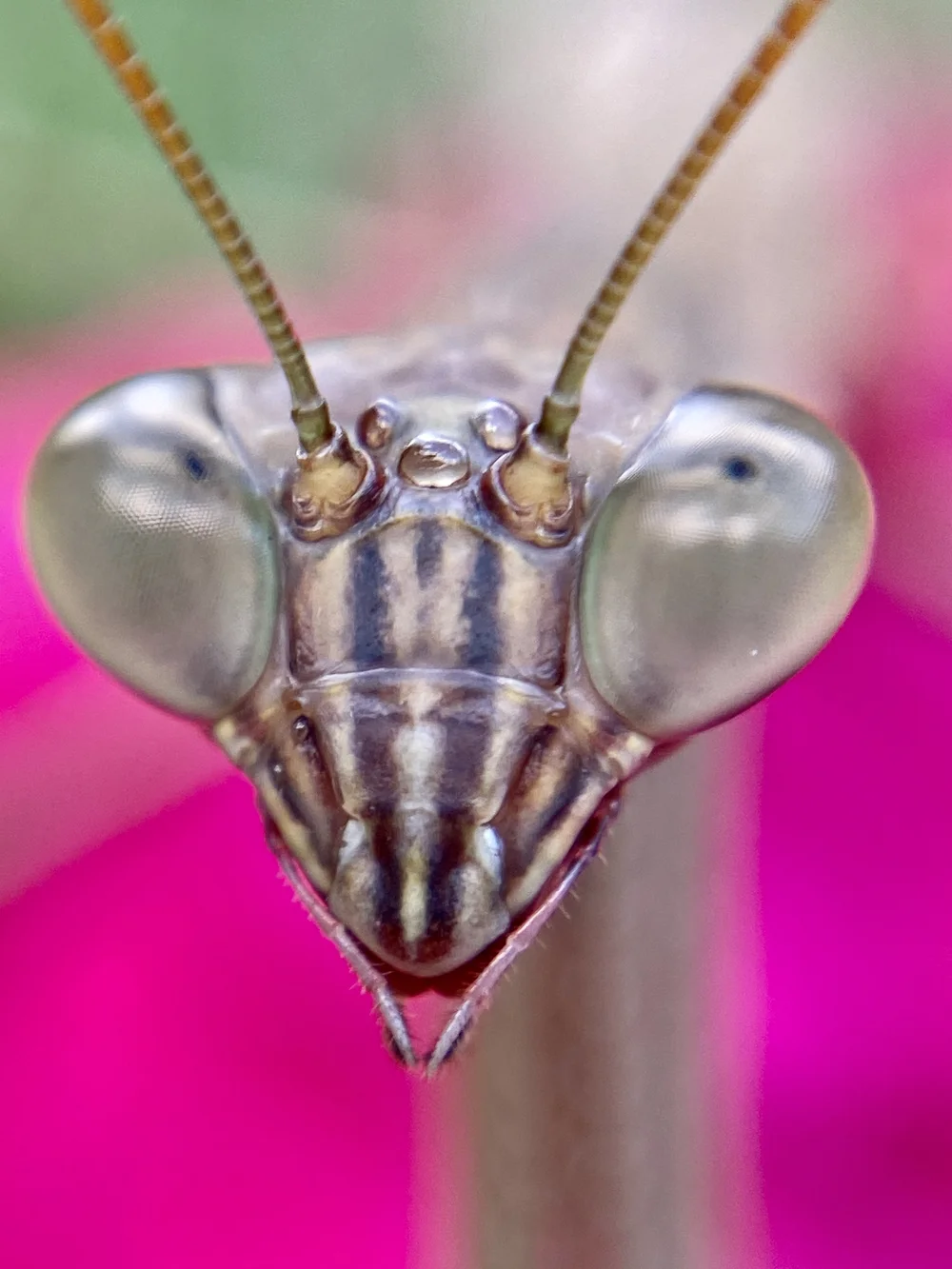 A praying mantis, a good friend, in front of a hot pink background