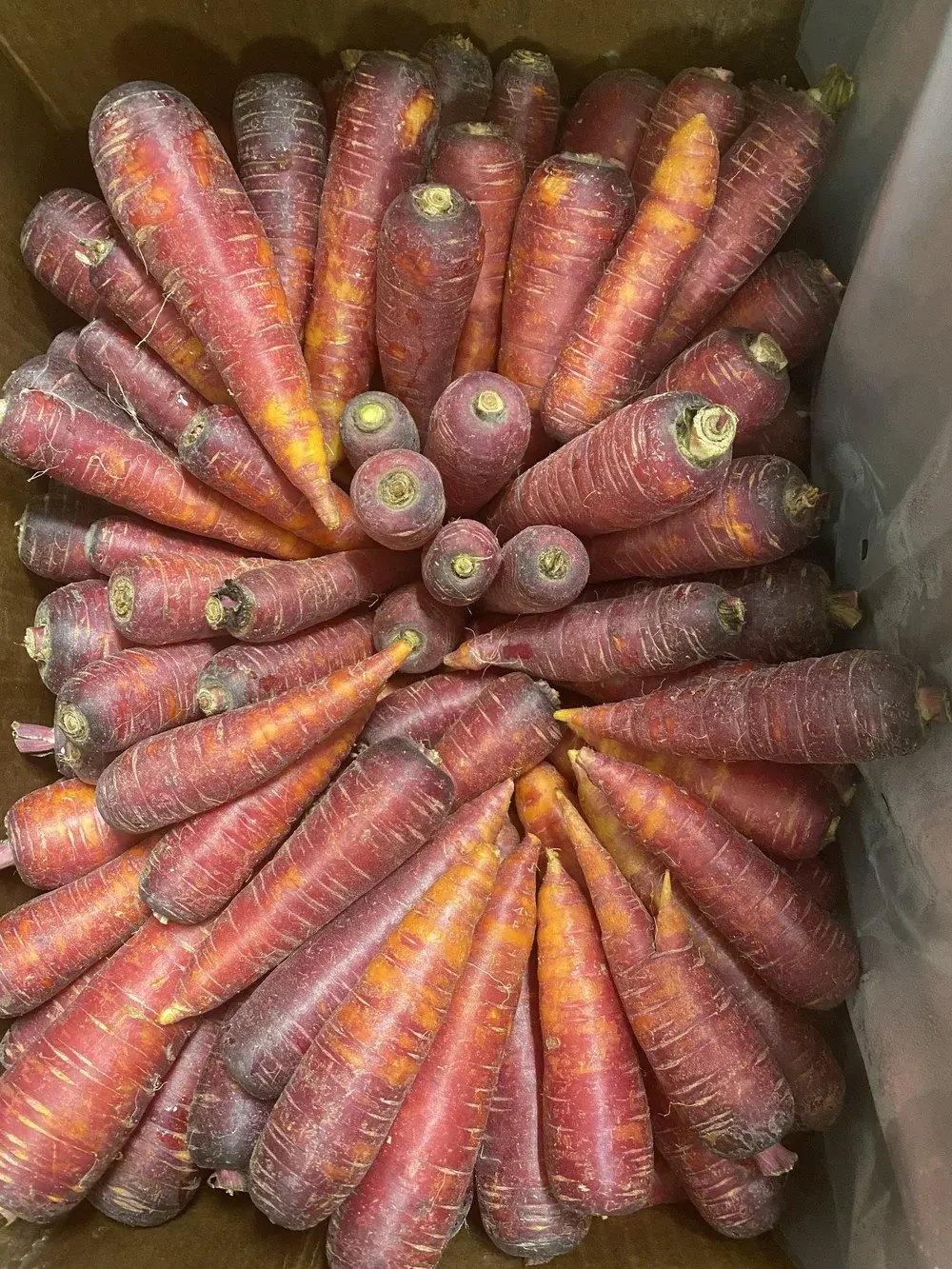 A crate of freshly dug carrots